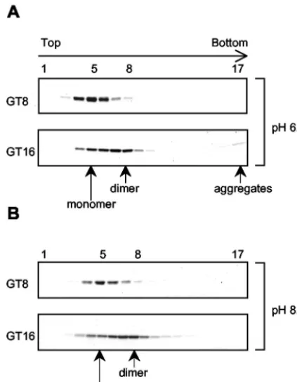 FIG. 6. Disassembly of �Particles or aggregates were formed with GT16, collected by centrif-ugation, and then resuspended in various conditions