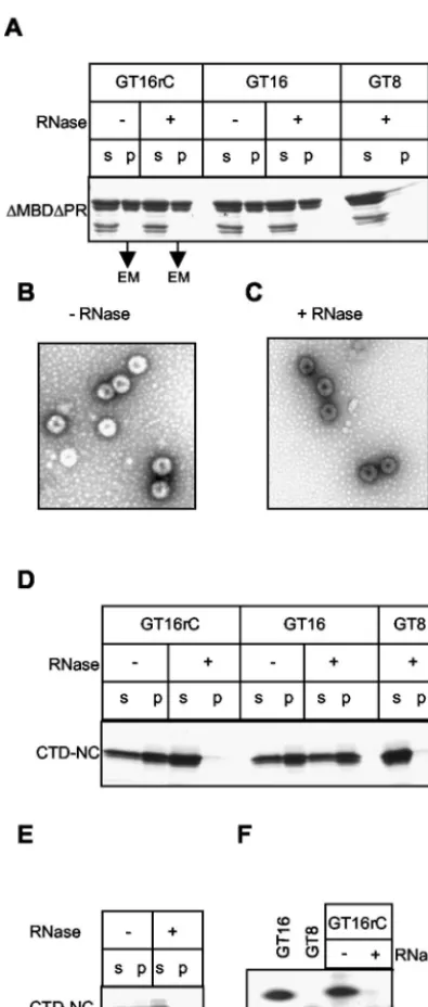 FIG. 7. �8.0. Protein was mixed at pH 8.0 with GT16 or GT8 or the hybridoligonucleotide GT16rC