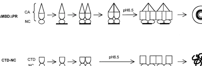 FIG. 8. Dimerization model for RSV assembly. Only the CA and NC portions of Gag are shown, with the two domains of CA, NTD and CTD,having distinct shapes