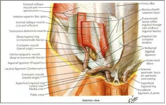 Fig :4.  Inguinal Canal- Anterior view 