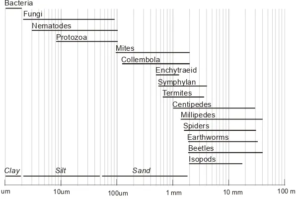 Figure 2.  Body width of soil organisms (Swift et al., 1979).  