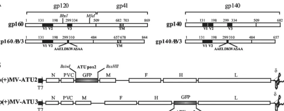 FIG. 1. Constructions of recombinant MV-. (A) Full-length gp160 and secreted gp140 HIV-1 Env proteins