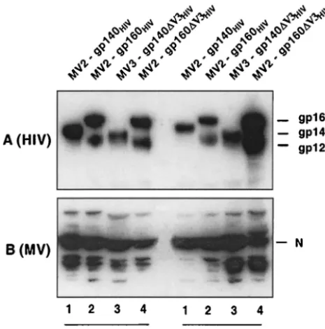 FIG. 3. Growth kinetics of recombinant MV-EnvHIV89.6collected, and cell-associated virus titers were determined by using theTCIDVero cells