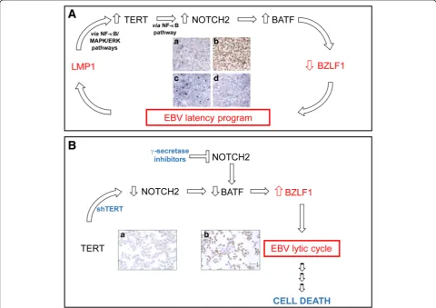 Fig. 1 TERT levels affect EBV latent/lytic status.pathway. NOTCH2 activates BATF, which negatively affects the expression of BZLF1, a master regulator of viral lytic cycle, thus favouring induction andmaintenance of EBV latency program, essential for EBV-d