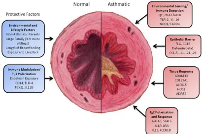 Figure 2: Pathogenesis Of Asthma 