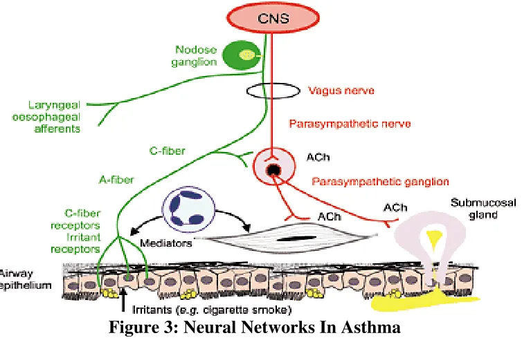 Figure 3: Neural Networks In Asthma 