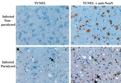 FIG. 6. In situ TUNEL staining of spinal cord neurons after WNV infection. Sections from WNV-infected and nonparalyzed (A and B) andWNV-infected and paralyzed (C and D) mice were analyzed for cell death by TUNEL staining (A to D) and expression of the NeuN neuronal