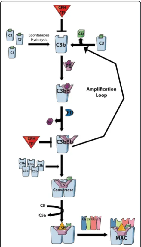 Fig. 2 The alternative complement pathway and the formation of theC3 convertase. In the AP, the generation of C3b can occur by eitherspontaneous hydrolysis of C3 (“tick-over” allowing for continuous low-level activation) or by plasma proteolytic cleavage a