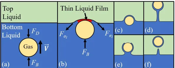 Figure 1. (a) Bubble rise and (b) impact with a liquid-liquid interface with (c)-(f) possible collision outcomes