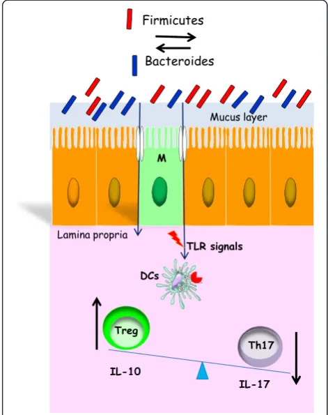 Figure 2 The two-hit model in experimental colitis. Alteration ofthe microbiota leads to the activation of DCs which produce IL-6(first hit)