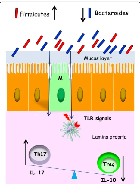 Figure 3 Effects of altered microbiota in the intestinal immuneresponse in elderly people