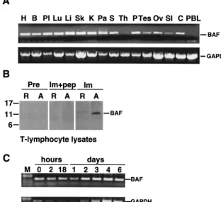 FIG. 1. Expression of BAF mRNA in human tissues. (A) Agarose gel analysis of semiquantitative RT-PCR experiments done using twomultiple tissue panels of ﬁrst-strand cDNAs