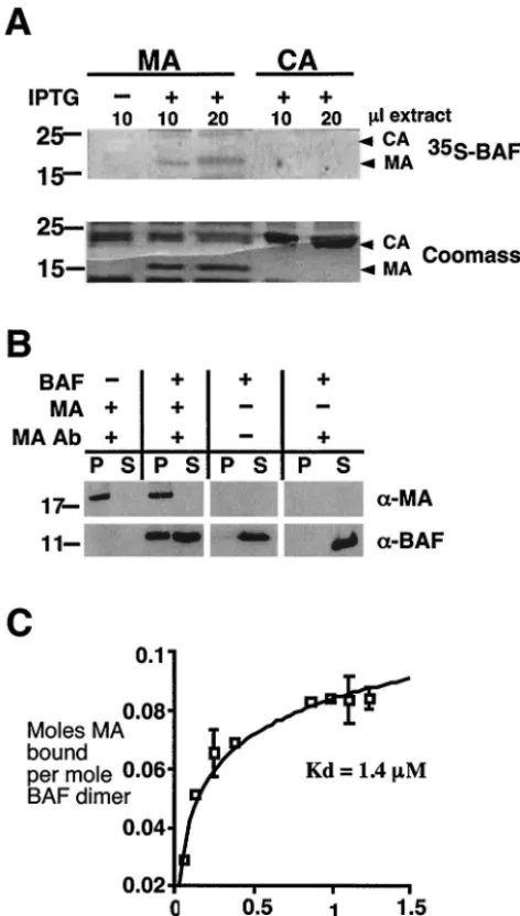 FIG. 4. BAF binds directly to MA with low micromolar afﬁnity.(A) BAF binds directly to MA, but not CA, in blot overlay assays.
