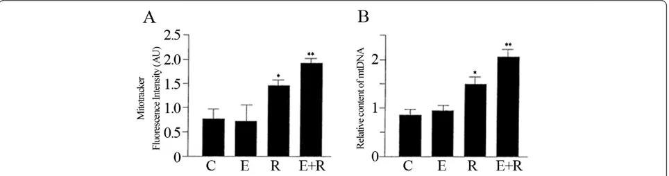 Figure 1 The combined treatment of resveratrol and equol strongly increased the number of mitochondria in HUVEC cells.(A) Mitotracker fluorescent intensities were analysed to assess the mitochondrial biogenesis