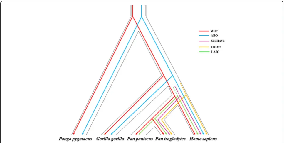 Fig. 1 Known examples of trans-species polymorphisms maintained by long-term balancing selection in humans and the great apes