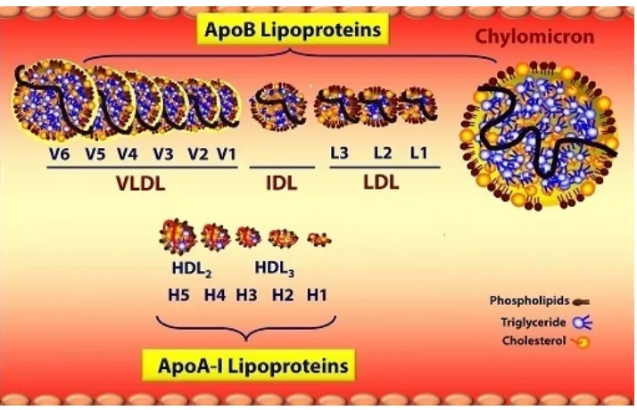 TABLE 3: CHARACTERISTICS OF THE MAJOR CLASSES OF LIPOPROTEINS. 
