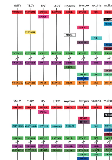 FIG. 5. Alignment of two conserved ORF clusters in a variety of poxvirus genera. (a) Alignment of predicted ORFs from representativemembers from seven of the eight poxvirus genera