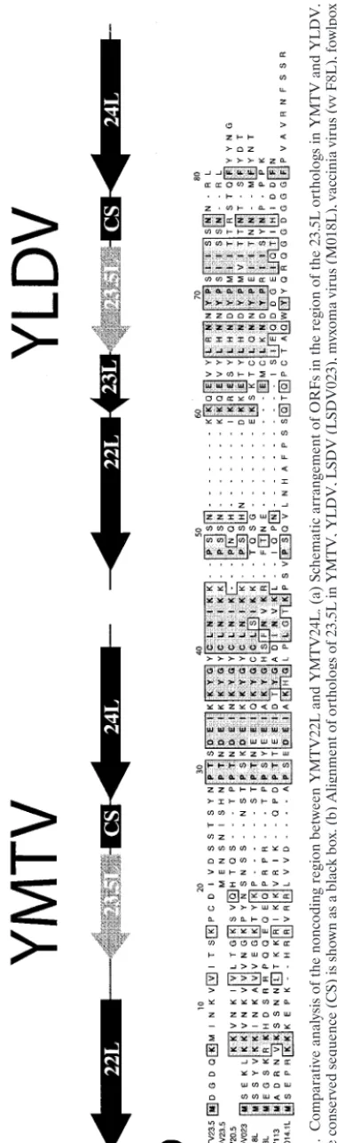 FIG. 3. Comparative analysis of the noncoding region between YMTV22L and YMTV24L. (a) Schematic arrangement of ORFs in the region of the 23.5L orthologs in YMTV and YLDV.A 42-base conserved sequence (CS) is shown as a black box