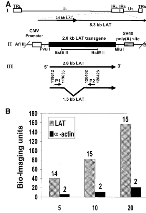 FIG. 1. Structure of the HSV-1 LAT transgene and analysis of itscpm/�g of DNA). Computerized image analysis and �-actin radioactive signal and are indicated above theS(IRcopy number in transgenic mice