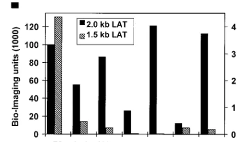 FIG. 3. Quantitative analysis of HSV-1 2.0- and 1.5-kb LATs intransgenic-mouse tissues