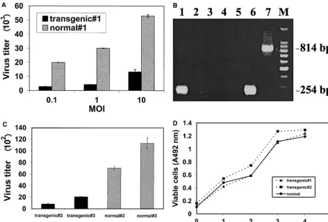 FIG. 4. LAT gene effects on HSV-1 replication in primary ﬁbroblasts. (A) Wild-type HSV-1 replication in primary ﬁbroblasts obtained fromtransgenic and normal embryos