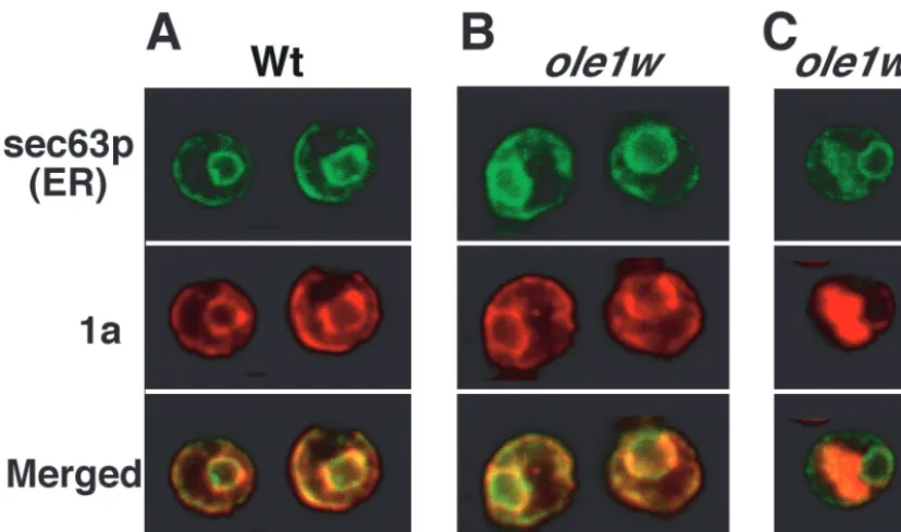 FIG. 2. ole1wfusion protein linking GFP to sec63p, an integral ER membrane protein, were ﬁxed with formaldehyde, spheroplasted, permeabilized with TritonX-100, and immunostained with rabbit anti-1a antiserum followed by secondary antibodies conjugated to T