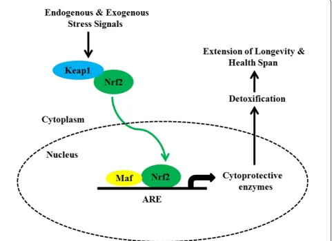 Figure 1 General scheme for the induction of Nrf2-signaling pathwayselect genes allows the coordinated up-regulation of antioxidant and detoxifying enzymes in response to dietary phytochemicals