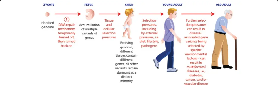 Figure 1 Factors that can affect an individual's genome from conception to death. (1) We have postulated that somatic mutations mayoccur during embryogenesis, and are then selected for later in life, to emphasize both the importance of identifying mutations early in developmentand the role of selection in determining phenotype.
