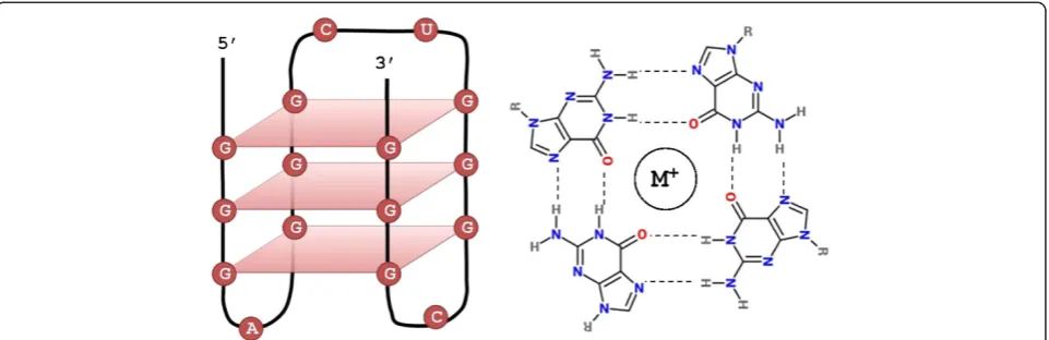 Figure 1 G-quadruplex structure. Left: an intramolecular G-quadruplex formed by a G3AG3CUG3CG3 RNA motif