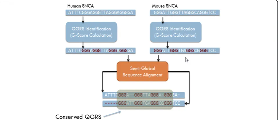 Figure 3 Algorithm stages for SNCA mRNA. Overview of the algorithm stages for QGRS identification (independently) on each mRNA,performing a semi-global alignment on the homologs, and finally evaluating the QGRS pair for conservation.
