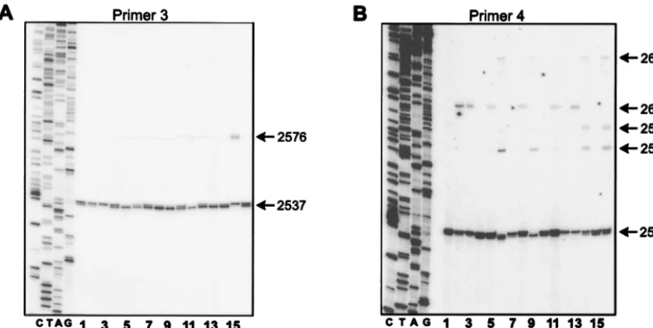 FIG. 2. For most variants, the predominant 5�intermediates isolated from LMH cells using primer 3 to detect the 5 terminus of minus-strand DNA is at coordinate 2537