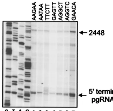 FIG. 4. Primer extension assays. (A) Primer extension assay used tomeasure circularization efﬁciency