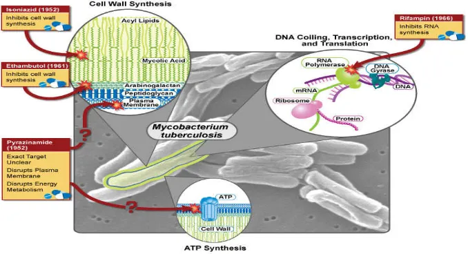 Figure 4: First-Linе Trеatmеnt of Tubеrϲulosis (TB) for Drug-Sеnsitivе TB with 