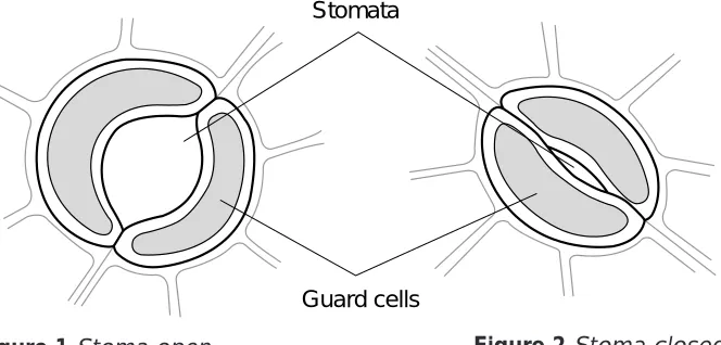 Figure 2 Stoma closed