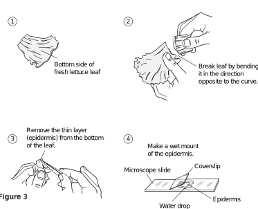 Figure 3Water dropEpidermis