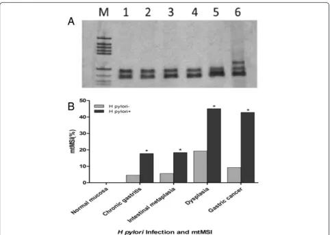 Fig. 2 The relationship between H. pylori infection and mtMSI. a. Detection of mtMSI via PCR-single strand conformation polymorphism analysis.Lane 6 shows conformational variants associated with mtMSI