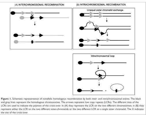 Figure 1. Schematic representation of nonallelic homologous recombination by both inter- and intrachromosomal events