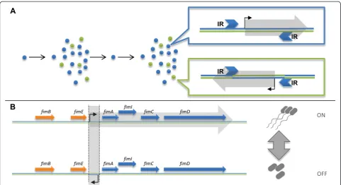 Figure 1 Phase variation caused by inversion. (A)whenever a single bacterium is grown to a population in a phenomenon termed phase variation