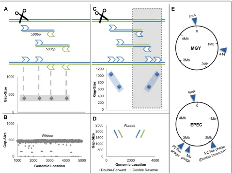 Figure 2 Whole genome sequencing and detection of inversions. (A) In the WGS process, sequenced genome is shredded into insertsapproximately 500 bp long