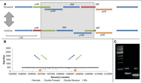 Figure 3 MGY e14 phase variation. (A)of the red and green segments). ORFs in all figures were inferred using SnapGene® software (from GSL Biotech, Chicago, IL, USA).distribution plotted against chromosomal position, centered on the e14 invertible locus