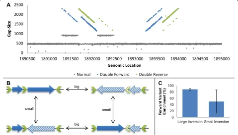 Figure 4 Complex phase variation in EPEC. (A)inversion is unstable and displays great variance between samples