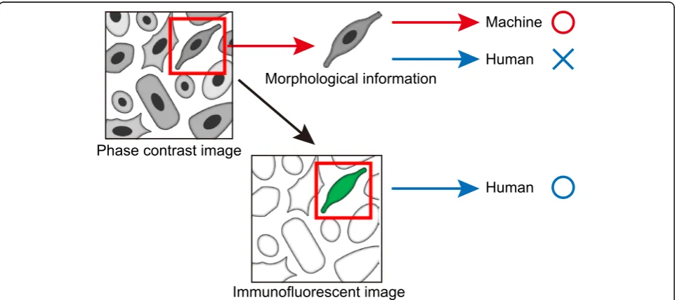 Fig. 2 Concept of a morphology-based cell identification system. Each cell shows a unique morphology