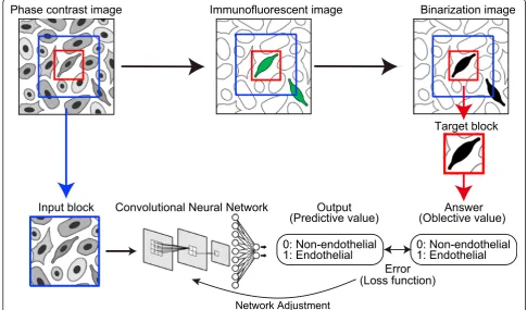Fig. 3 Strategy to identify iPSC-ECs by a deep neural network. iPSCs are differentiated to endothelial cells, and phase contrast microscope images aregenerate correct answers, which are determined by the white pixel ratio of target blocks