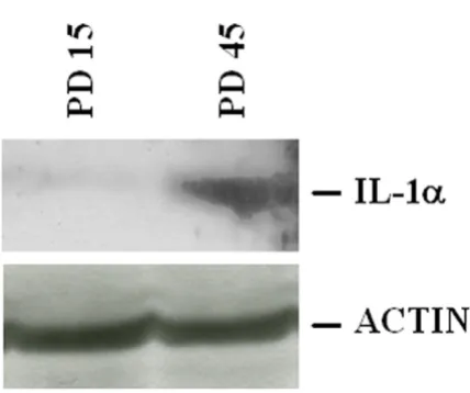 Figure 2αCell lysates (350 were separated by a 15% SDS-PAGE and western blot was performed as described