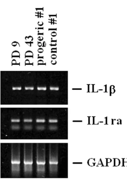 Figure 5human dermal fibroblastsIL-1β and IL-1ra expression in young, senescent and progeric IL-1β and IL-1ra expression in young, senescent and 