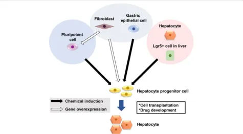 Fig. 1 Approaches to generate hepatocyte progenitors in vitro. Current approaches to generate in vitro-expandable hepatocytes includedifferentiation of human pluripotent stem cells, reprogramming of fibroblasts and cells of a similar developmental origin, 