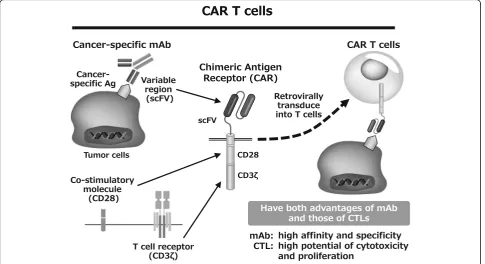 Fig. 1 CAR T cells have both advantages of mAb and those of CTLs