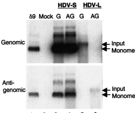 FIG. 1. RNA replication of HDV-S and HDV-L RNA in HuH7cells, as shown in a Northern blot analysis of genomic and antigenomic