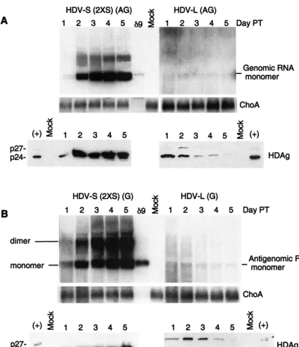 FIG. 3. Kinetics of HDV-S and HDV-L RNA replication in HuH7 cells. (A, upper panel) Antigenomic HDV RNA was used for transfection,and Northern blot analysis of the genomic strand was performed