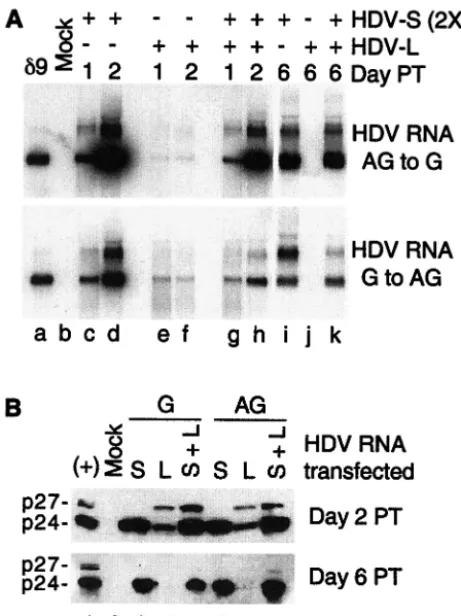 FIG. 4. Replication of HDV-L and HDV-S RNAs in mixed trans-fection. (A) HuH7 cells were transfected with HDV-S (2XS) or